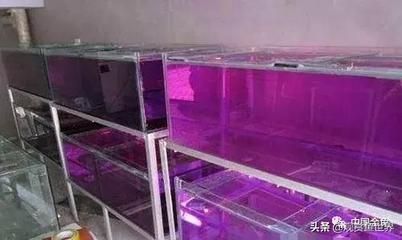 龍魚缸使用高錳酸鉀消毒的可能性（龍魚缸可以使用高錳酸鉀消毒嗎？）