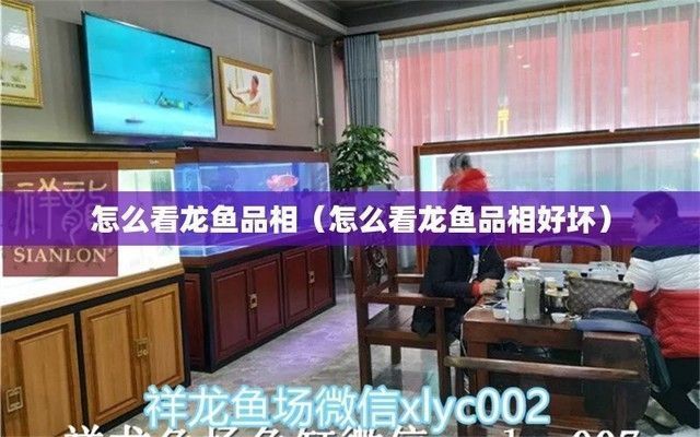 龍魚的營養(yǎng)價值及功效與作用：龍魚吃東西少怎么辦