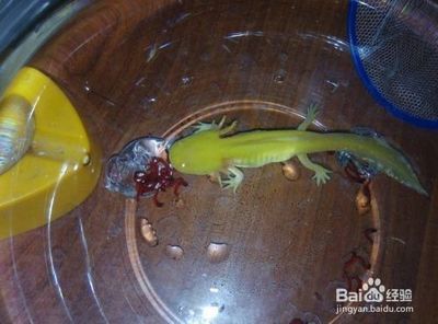 飼料 龍魚死亡后還能繼續養嗎?:探討龍魚死亡后是否還能繼續養護龍魚死亡的具體原因 龍魚百科 龍魚死亡后還能繼續養嗎?:探討龍魚死亡后是否還能繼續養護龍魚死亡的具體原因 龍魚死亡后還能繼續養嗎?:探討龍魚死亡后是否還能繼續養護龍魚死亡的具體原因 龍魚百科