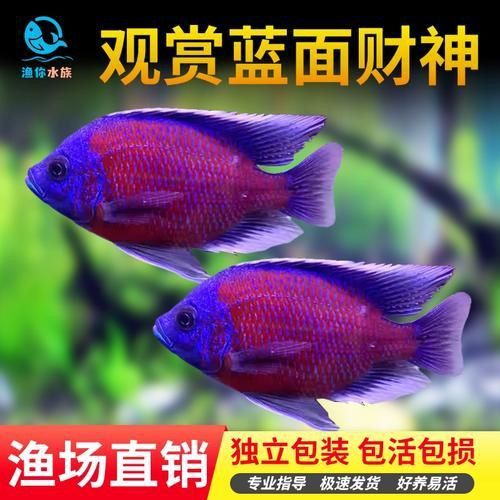 藍面財神魚和血艷紅區別圖