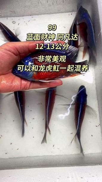藍(lán)面財(cái)神魚(yú)和血艷紅區(qū)別圖