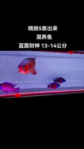 藍(lán)面財(cái)神魚(yú)和血艷紅區(qū)別圖