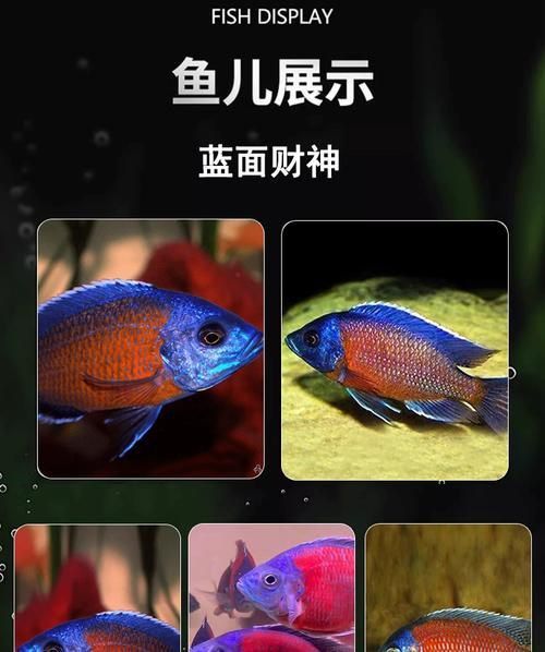 藍(lán)面財(cái)神魚(yú)和血艷紅區(qū)別圖