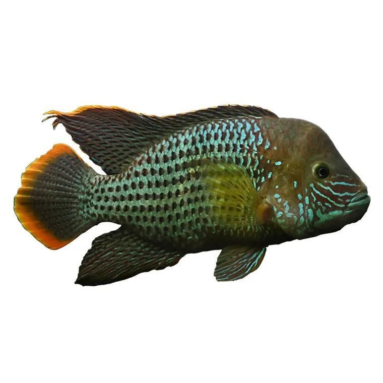 藍(lán)面財(cái)神魚(yú)和血艷紅區(qū)別圖