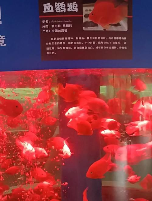 藍(lán)面財(cái)神魚(yú)和血艷紅區(qū)別圖