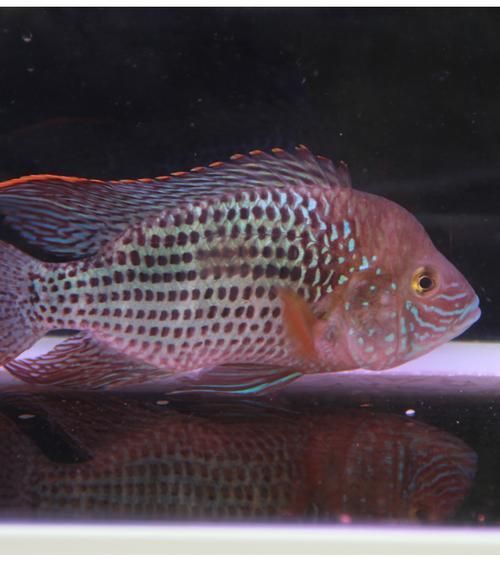 藍(lán)面財(cái)神魚(yú)和血艷紅區(qū)別圖