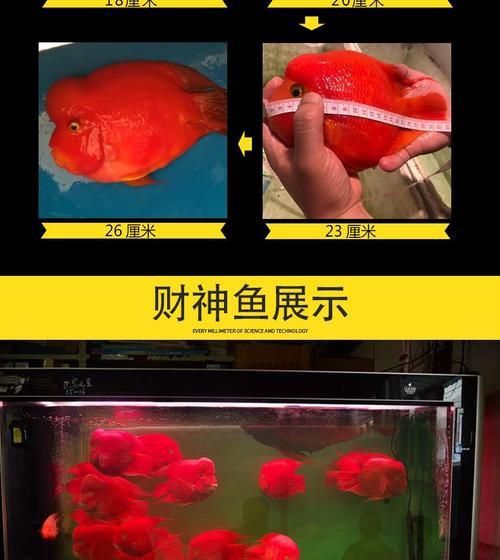 藍(lán)面財(cái)神魚(yú)和血艷紅區(qū)別圖