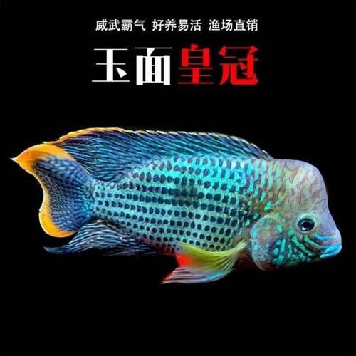 藍(lán)面財(cái)神魚(yú)和血艷紅區(qū)別圖