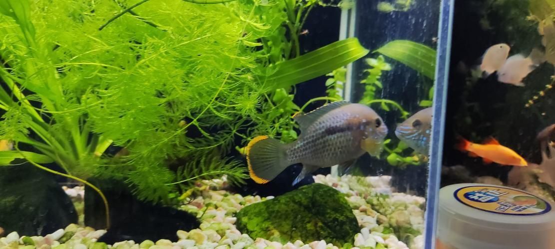 藍(lán)面財(cái)神魚(yú)和血艷紅區(qū)別圖