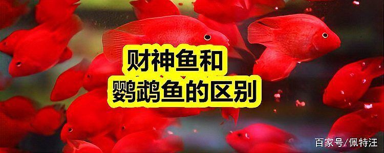 藍(lán)面財(cái)神魚(yú)和血艷紅區(qū)別圖