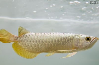 金龍魚 多少錢一條（關(guān)于“金龍魚多少錢一條”的查詢目前無法直接提供具體信息）