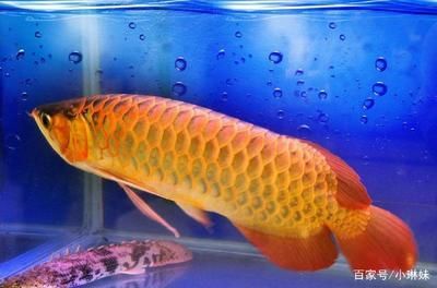 金龍魚 多少錢一條（關(guān)于“金龍魚多少錢一條”的查詢目前無法直接提供具體信息）