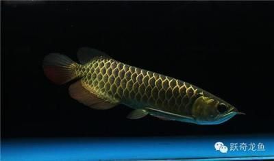 金龍魚 多少錢一條（關(guān)于“金龍魚多少錢一條”的查詢目前無法直接提供具體信息）