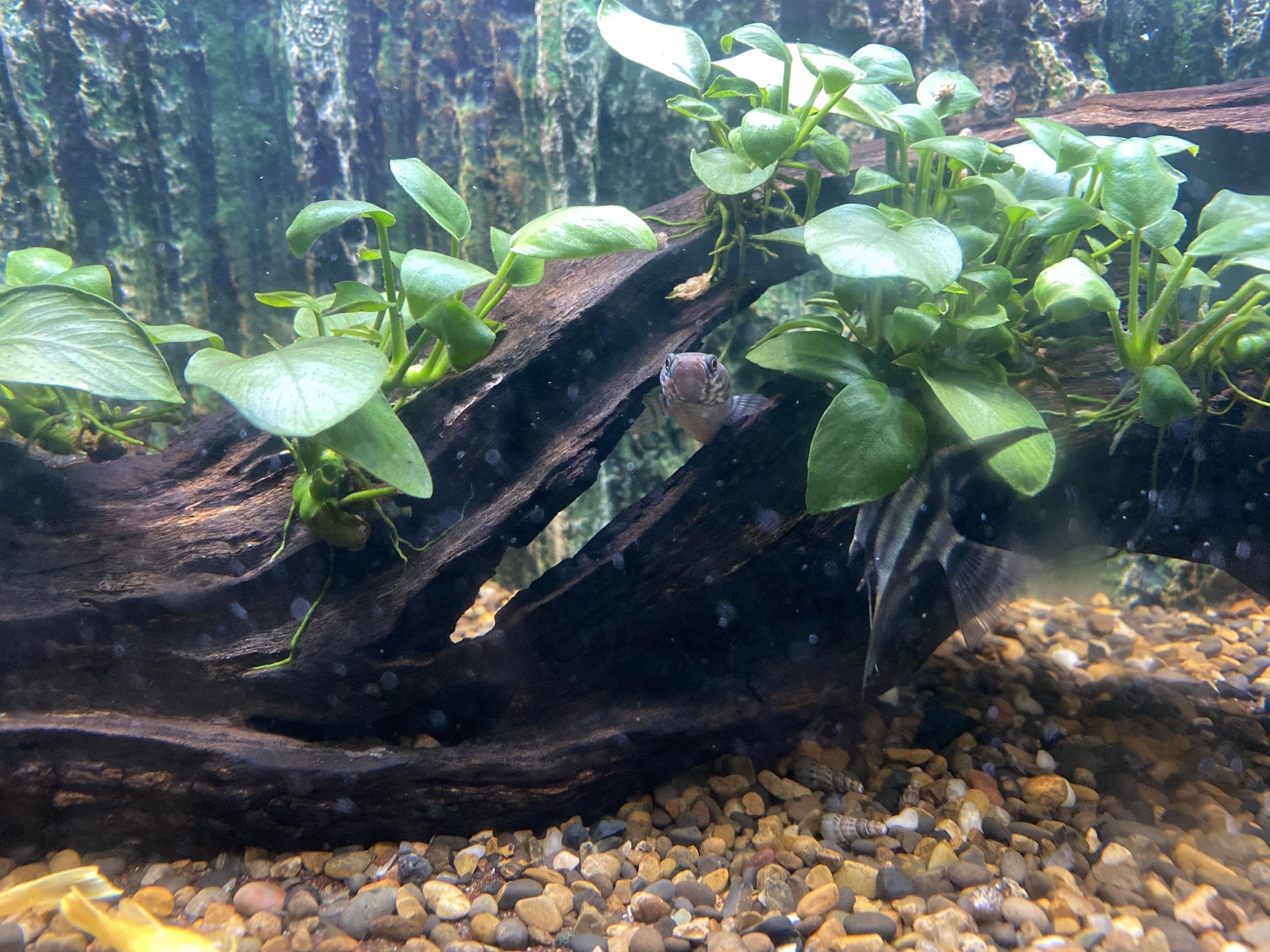 奶茶雷龍魚苗難養嗎怎么養：奶茶雷龍魚苗的飼養技巧和注意事項和注意事項