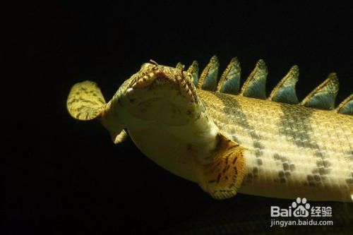 紅龍魚魚缸背景墻圖片大全大圖（紅龍魚魚缸背景墻圖片大全大圖高清）