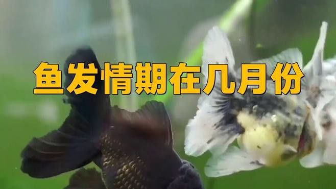 紅龍魚發情期一般是什么時候？ 紅龍魚發情期一般是什么時候？ 龍魚百科 第1張