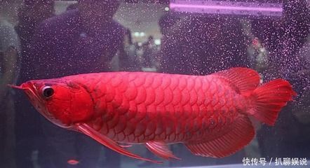 養紅龍魚一般都要多久換次水：養紅龍魚的換水頻率應該如何確定？