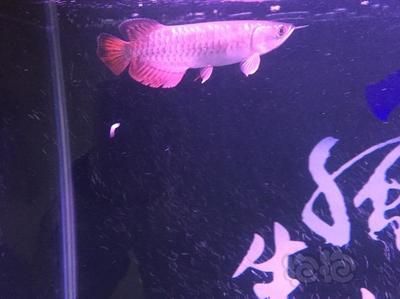 龍魚入新缸，龍魚入新缸需要更換魚缸時需要謹慎處理，龍魚入缸后需要注意什么