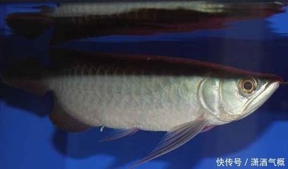 龍魚養(yǎng)幾只好吉利風(fēng)水圖：探討龍魚養(yǎng)幾只好吉利風(fēng)水圖之前需要了解一些基本的風(fēng)水學(xué)知識
