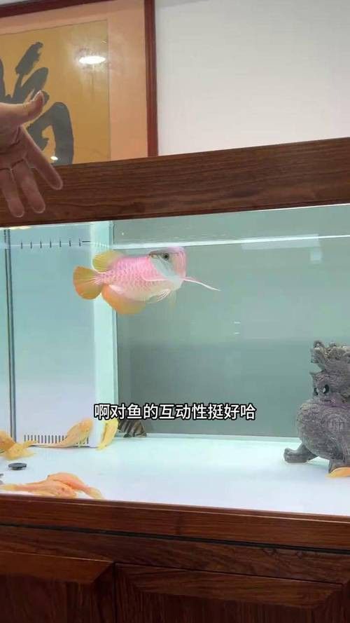 如何挑選互動性強的紅龍？