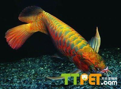 紅龍魚怎么打燈好看（紅龍魚燈光布置的要點）