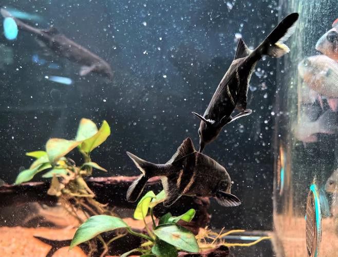 象鼻魚可以和龍魚混養嗎圖片大全