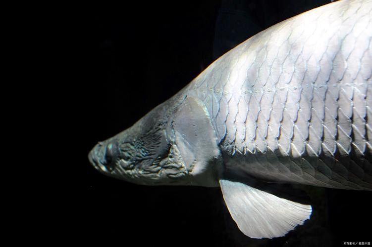 象鼻魚可以和龍魚混養嗎圖片大全