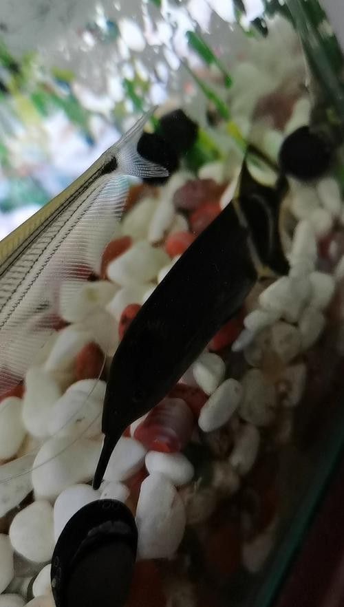 象鼻魚可以和龍魚混養嗎圖片大全