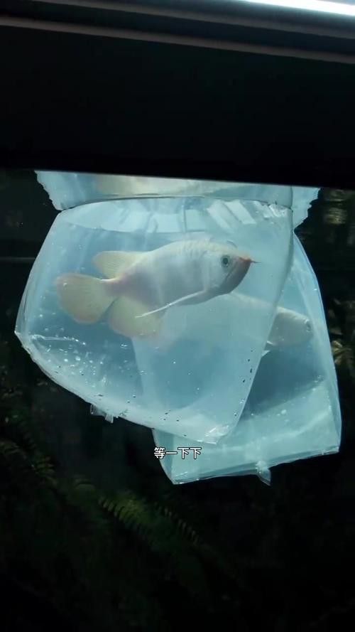 象鼻魚可以和龍魚混養嗎圖片大全