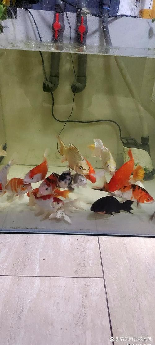象鼻魚可以和龍魚混養嗎圖片大全