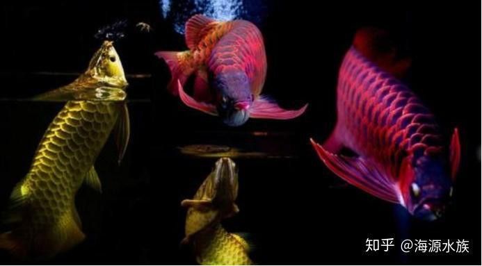 象鼻魚可以和龍魚混養嗎圖片大全