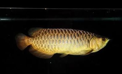 金龍魚用什么底色魚缸（金龍魚幼龍期如何挑選魚缸） 金龍魚用什么底色魚缸（金龍魚幼龍期如何挑選魚缸） 龍魚百科 第5張