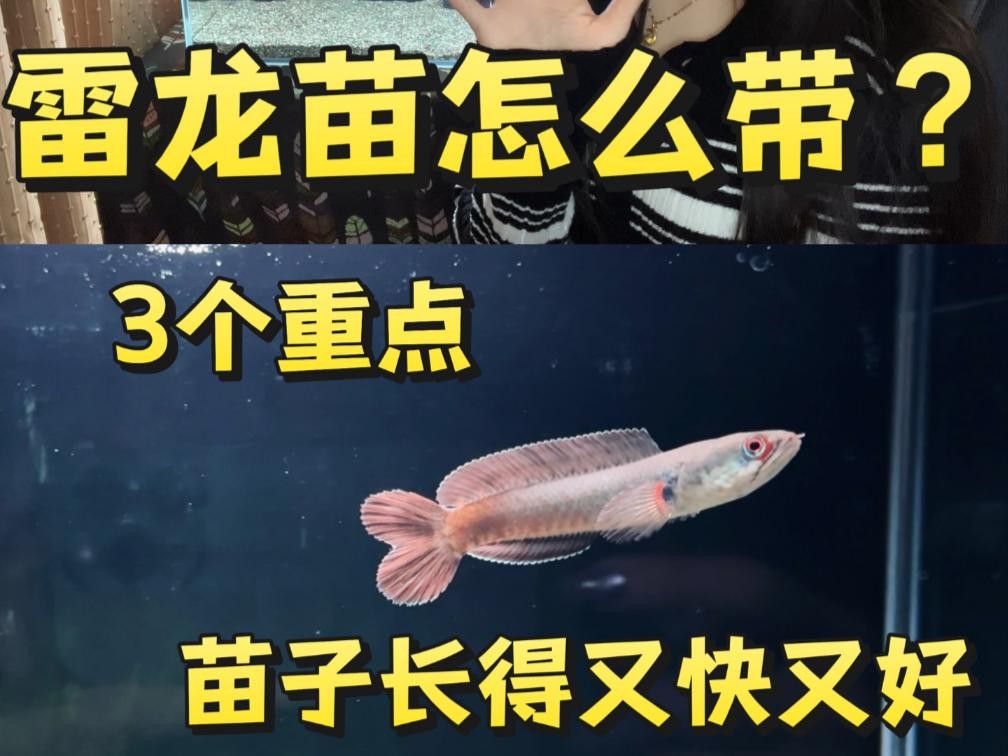 短身福龍魚苗期如何管理？ 短身福龍魚苗期如何管理？ 龍魚百科 第2張