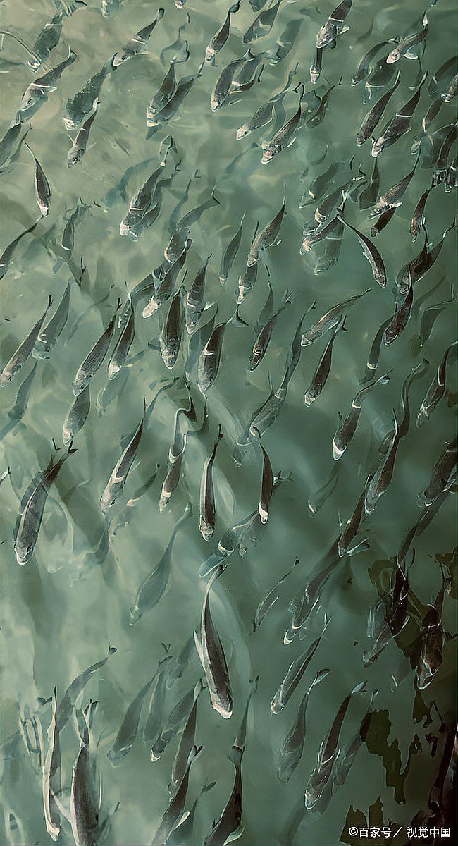 短身福龍魚苗期如何管理？ 短身福龍魚苗期如何管理？ 龍魚百科 第8張