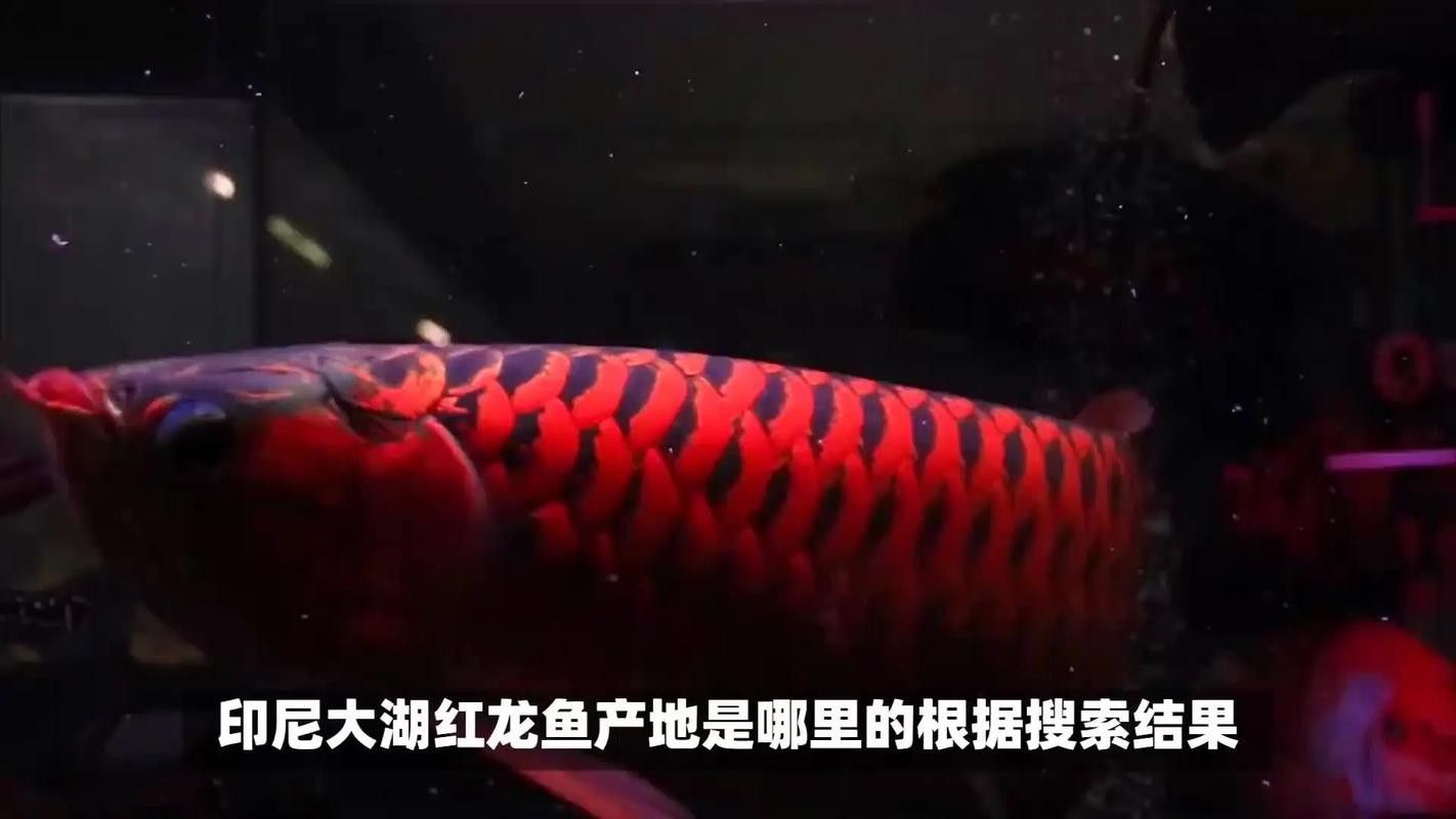 紅龍魚(yú)哪里產(chǎn)的最好最便宜的