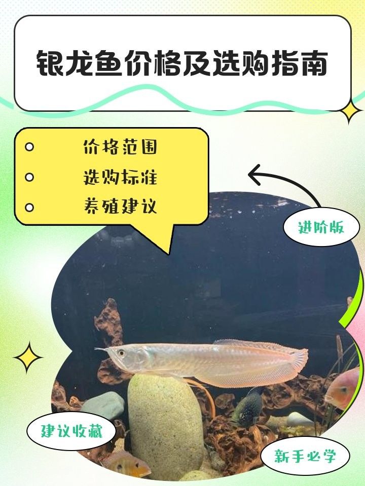 銀龍魚一斤以上的多少錢