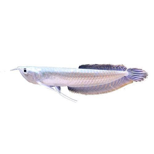 銀龍魚一斤以上的多少錢