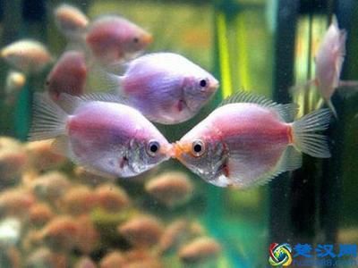 龍魚和清道夫是否可以一起養(yǎng)（龍魚和清道夫可以一起養(yǎng)嗎，）