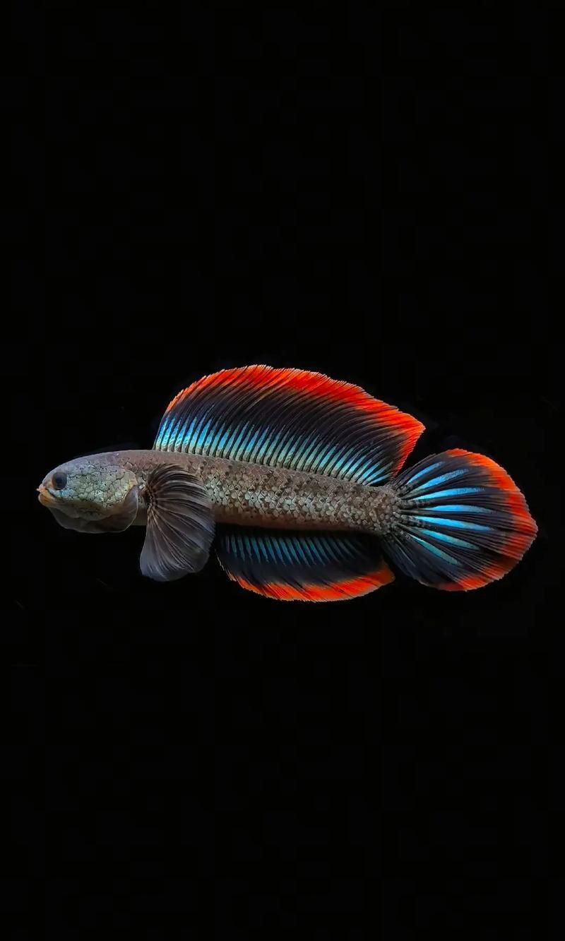 雷龍魚的樣子圖片