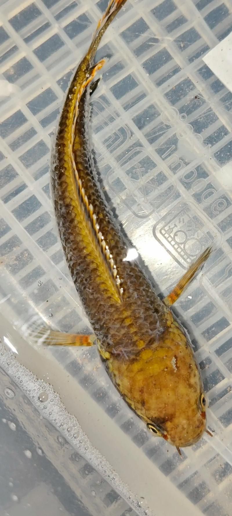 雷龍魚的樣子圖片