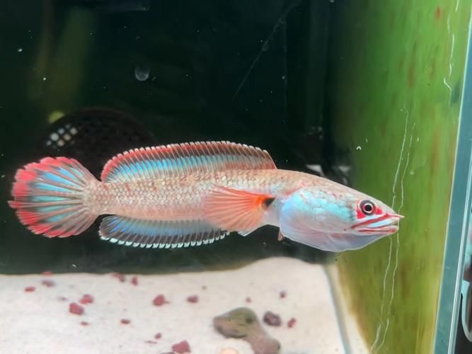 雷龍魚的樣子圖片