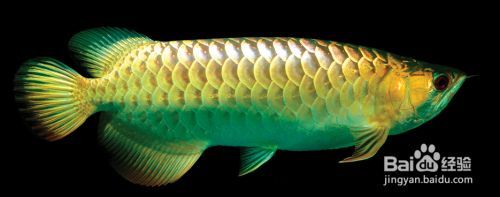 24k金龍魚是什么意思呀網(wǎng)絡用語：24k金龍魚是什么意思