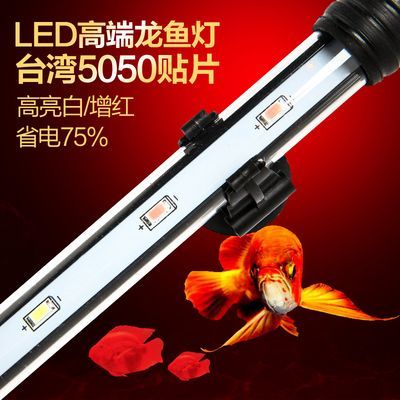 龍魚燈可以側(cè)：不同龍魚品種側(cè)燈選擇