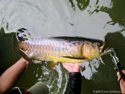 綠水對龍魚影響有多大了：綠水對龍魚的影響