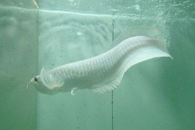 雪龍魚是什么魚（雪龍魚是一種深海魚類：其中一種雪龍魚屬骨咽魚科） 雪龍魚是什么魚（雪龍魚是一種深海魚類：其中一種雪龍魚屬骨咽魚科） 龍魚百科 第3張