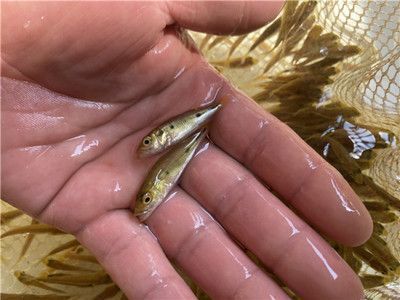 龍魚抗病毒藥物安全性評估：觀賞魚抗病毒藥物的安全性評估是確保養殖環境的穩定和健康持續發展