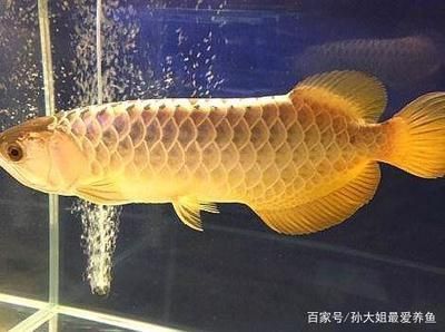 龍魚鱗片顏色不一樣的原因分析（龍魚鱗片顏色不一樣的原因）
