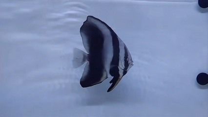 龍魚和海水魚能混養嗎