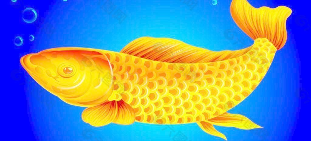 金龍魚怎么寫：亞洲龍魚、美麗硬仆骨舌魚，金龍魚融資凈買入1.74萬元