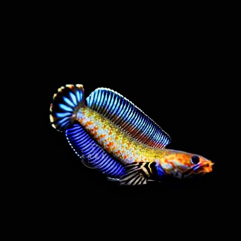 七彩雷龍可以和七彩神仙魚混養嗎：七彩雷龍魚和七彩神仙魚的性情決定它們能否混養的重要因素